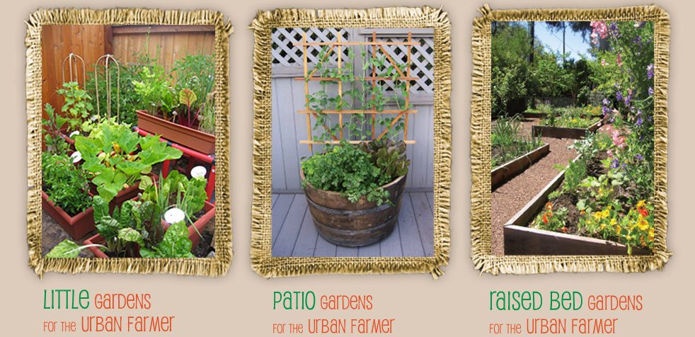 garden pictures: little container, patio and raised bed gardes